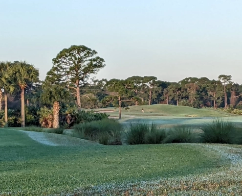 Golf course fairway with rolling terrain and grass bunkers, lined by tall pine and palm trees
